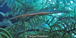 Image of trumpet fish camouflaged in sea fan. Photo taken... by James Mclarnon 